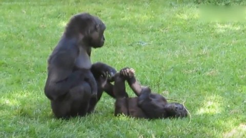 找资料找到脑壳疼？别急，让“天才猩猩AI代理”来搭把手